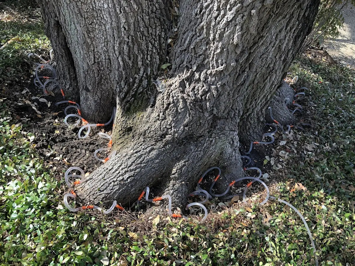 Detailed Tree Cabling and Bracing job site in Kit Carson
