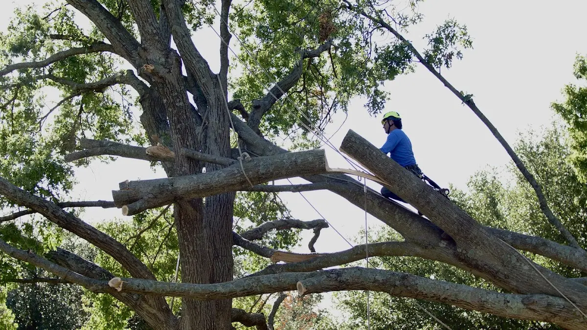Professional Crown Thinning performed by certified arborists in Kit Carson