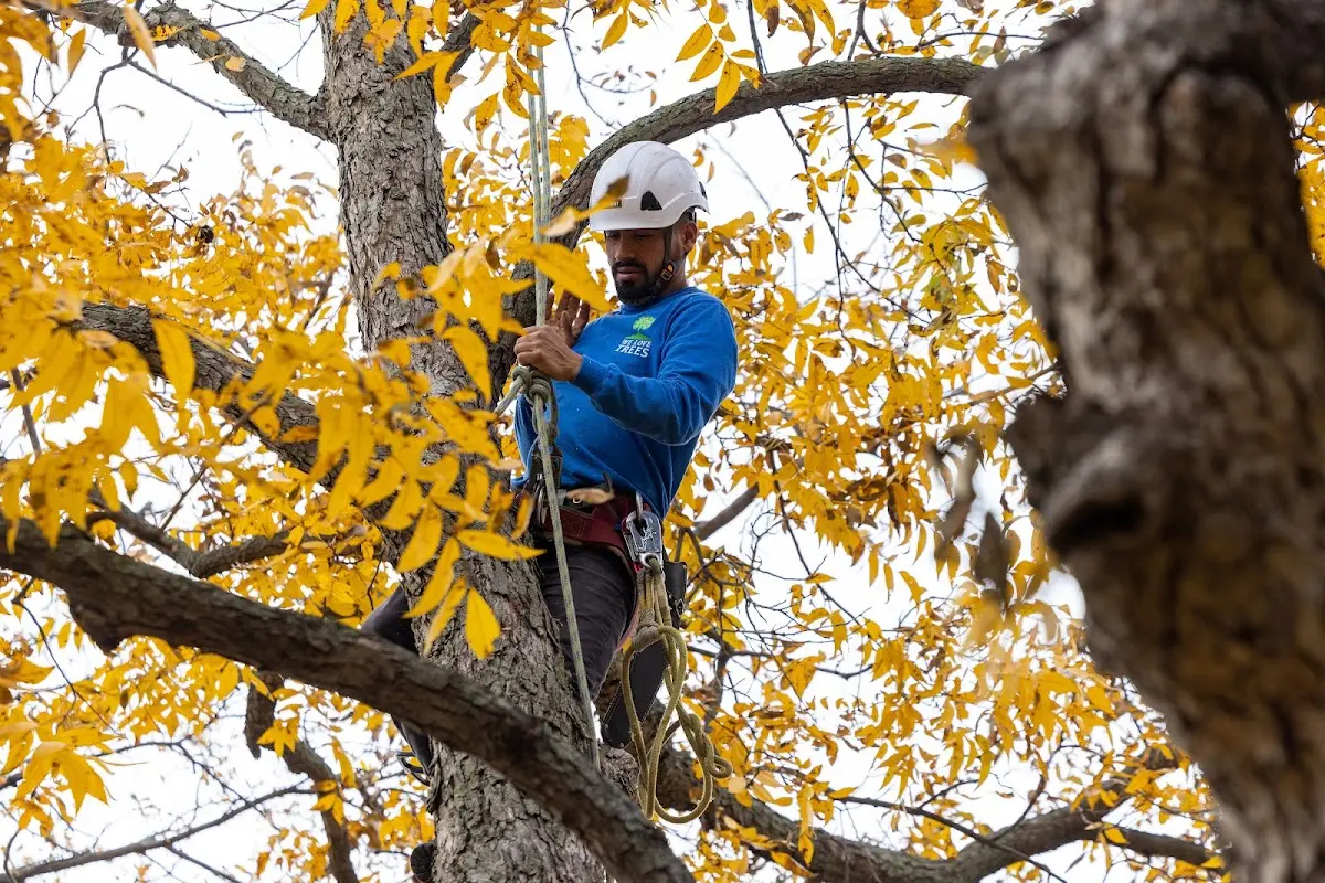 Skilled Tree Disease Treatment crew working in Kit Carson